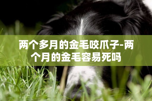 兩個多月的金毛咬爪子-兩個月的金毛容易死嗎
