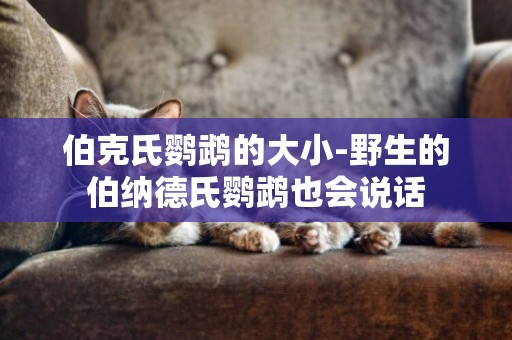 伯克氏鸚鵡的大小-野生的伯納德氏鸚鵡也會說話