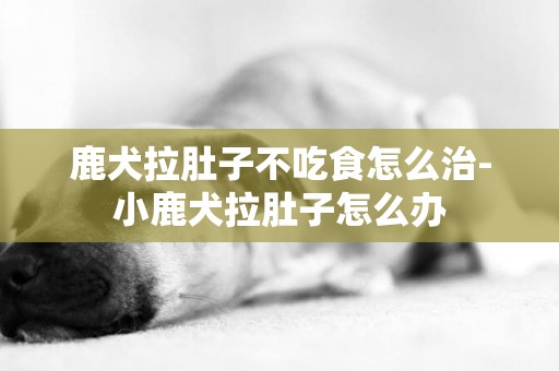 鹿犬拉肚子不吃食怎么治-小鹿犬拉肚子怎么辦