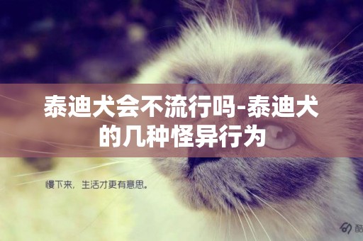 泰迪犬會不流行嗎-泰迪犬的幾種怪異行為