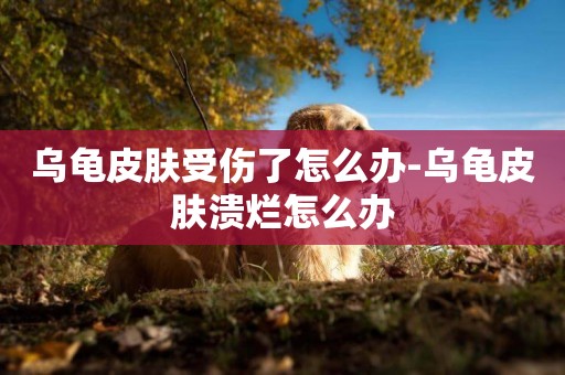 烏龜皮膚受傷了怎么辦-烏龜皮膚潰爛怎么辦