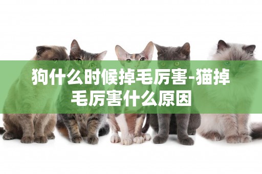 狗什么時候掉毛厲害-貓掉毛厲害什么原因