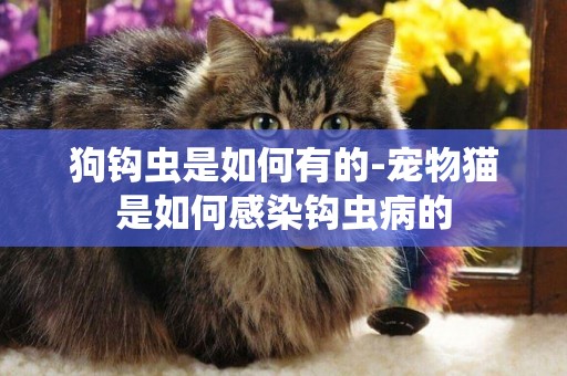 狗鉤蟲是如何有的-寵物貓是如何感染鉤蟲病的