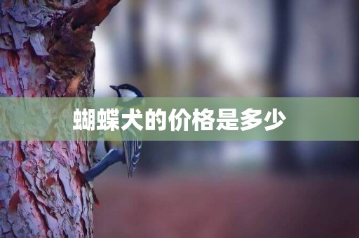 蝴蝶犬的價格是多少
