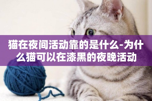 貓在夜間活動靠的是什么-為什么貓可以在漆黑的夜晚活動
