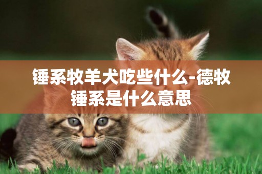 錘系牧羊犬吃些什么-德牧錘系是什么意思