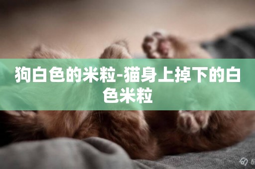 狗白色的米粒-貓身上掉下的白色米粒