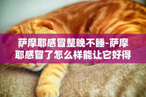 薩摩耶感冒整晚不睡-薩摩耶感冒了怎么樣能讓它好得快