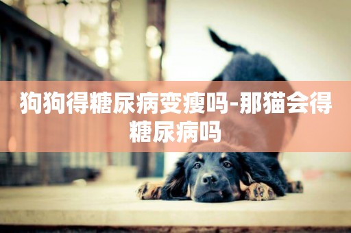 狗狗得糖尿病變瘦嗎-那貓會得糖尿病嗎