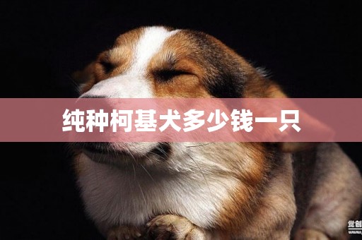純種柯基犬多少錢一只