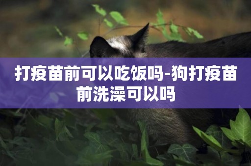 打疫苗前可以吃飯嗎-狗打疫苗前洗澡可以嗎