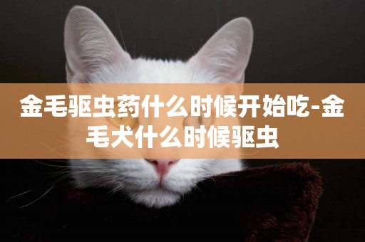 金毛驅蟲藥什么時候開始吃-金毛犬什么時候驅蟲