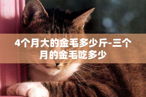 4個月大的金毛多少斤-三個月的金毛吃多少