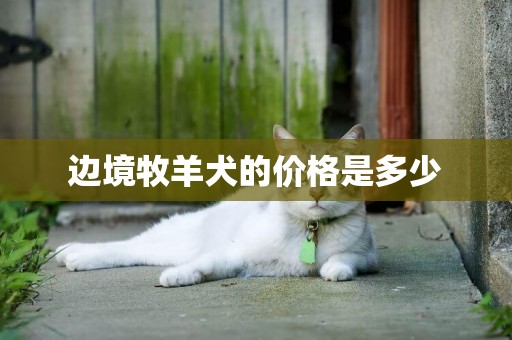 邊境牧羊犬的價格是多少