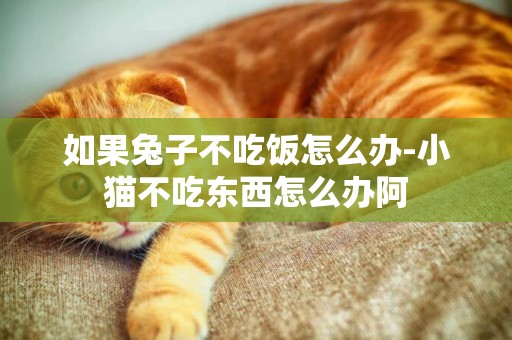 如果兔子不吃飯怎么辦-小貓不吃東西怎么辦阿