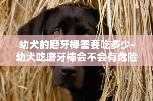 幼犬的磨牙棒需要吃多少-幼犬吃磨牙棒會不會有危險