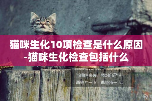貓咪生化10項檢查是什么原因-貓咪生化檢查包括什么