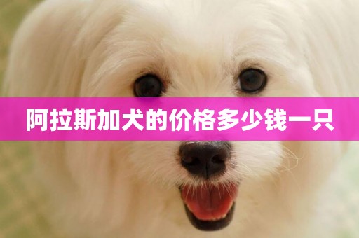 阿拉斯加犬的價格多少錢一只