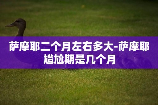 薩摩耶二個月左右多大-薩摩耶尷尬期是幾個月