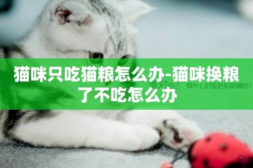 貓咪只吃貓糧怎么辦-貓咪換糧了不吃怎么辦