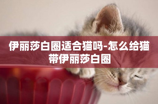 伊麗莎白圈適合貓嗎-怎么給貓帶伊麗莎白圈