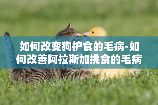如何改變狗護食的毛病-如何改善阿拉斯加挑食的毛病
