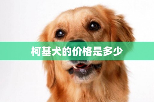 柯基犬的價格是多少