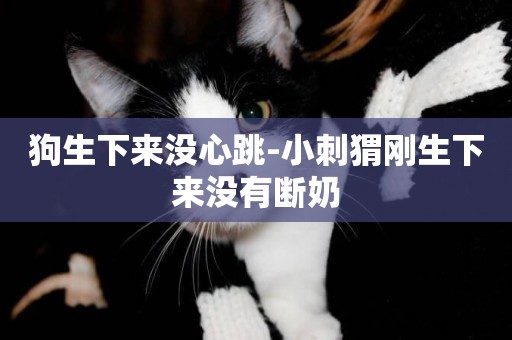 狗生下來沒心跳-小刺猬剛生下來沒有斷奶