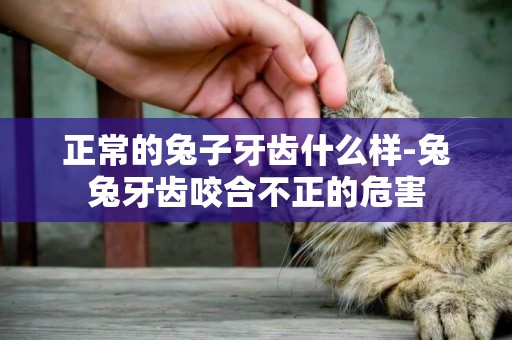 正常的兔子牙齒什么樣-兔兔牙齒咬合不正的危害