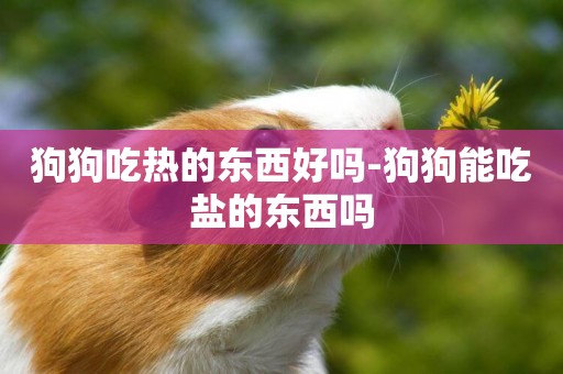 狗狗吃熱的東西好嗎-狗狗能吃鹽的東西嗎