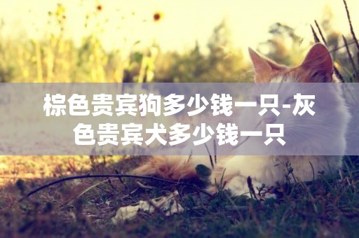 棕色貴賓狗多少錢一只-灰色貴賓犬多少錢一只