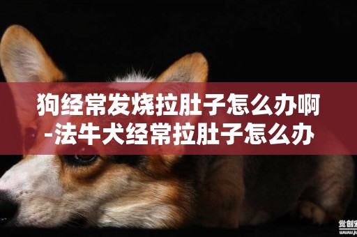 狗經常發燒拉肚子怎么辦啊-法牛犬經常拉肚子怎么辦