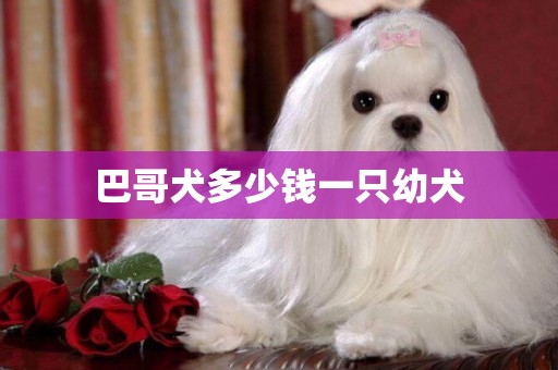 巴哥犬多少錢一只幼犬