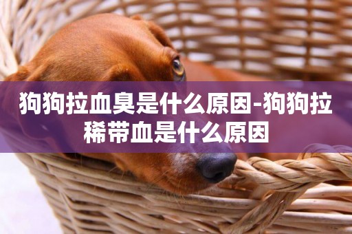 狗狗拉血臭是什么原因-狗狗拉稀帶血是什么原因
