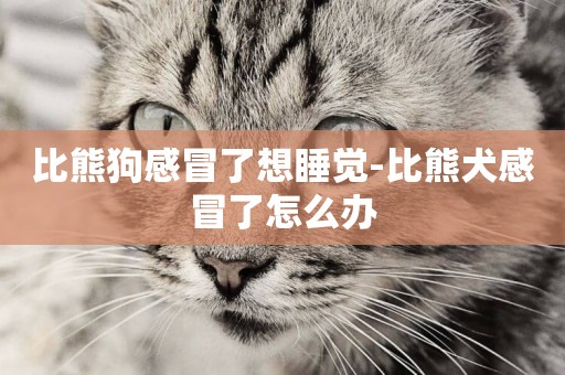 比熊狗感冒了想睡覺-比熊犬感冒了怎么辦