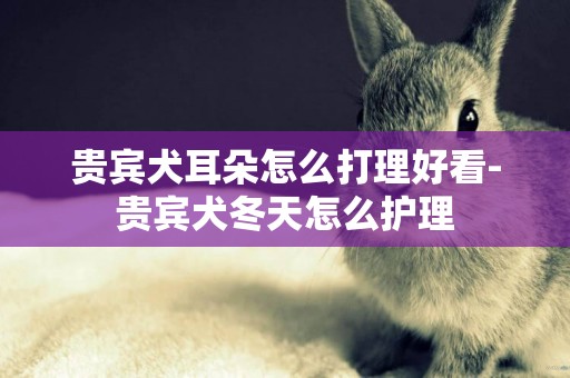 貴賓犬耳朵怎么打理好看-貴賓犬冬天怎么護理
