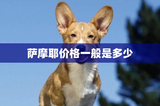 薩摩耶價格一般是多少