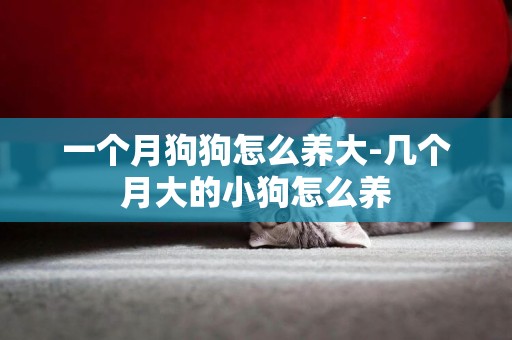 一個月狗狗怎么養大-幾個月大的小狗怎么養
