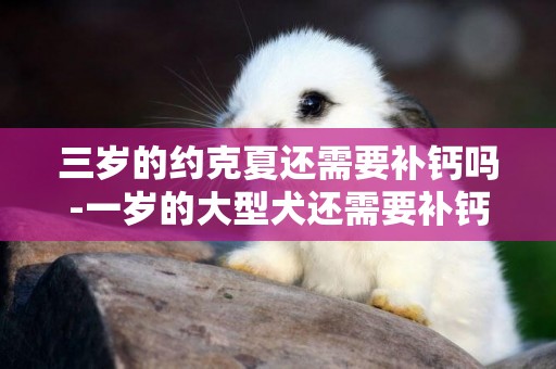 三歲的約克夏還需要補鈣嗎-一歲的大型犬還需要補鈣嗎