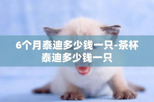 6個月泰迪多少錢一只-茶杯泰迪多少錢一只