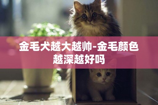 金毛犬越大越帥-金毛顏色越深越好嗎