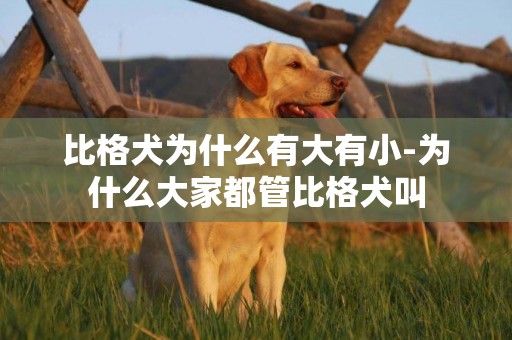 比格犬為什么有大有小-為什么大家都管比格犬叫