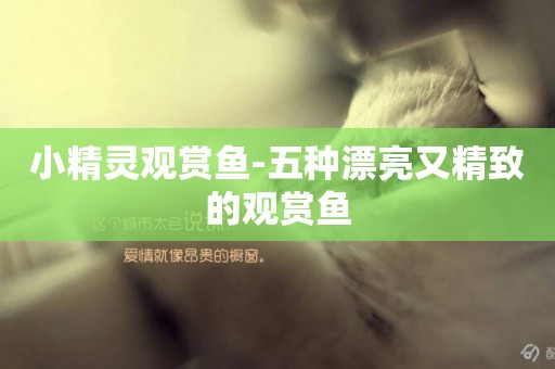 小精靈觀賞魚-五種漂亮又精致的觀賞魚
