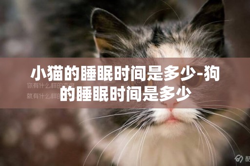 小貓的睡眠時間是多少-狗的睡眠時間是多少