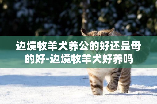 邊境牧羊犬養公的好還是母的好-邊境牧羊犬好養嗎