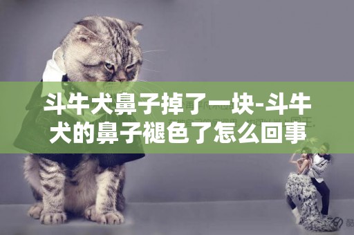 斗牛犬鼻子掉了一塊-斗牛犬的鼻子褪色了怎么回事