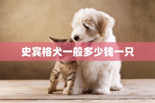 史賓格犬一般多少錢一只