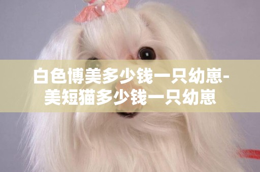 白色博美多少錢一只幼崽-美短貓多少錢一只幼崽