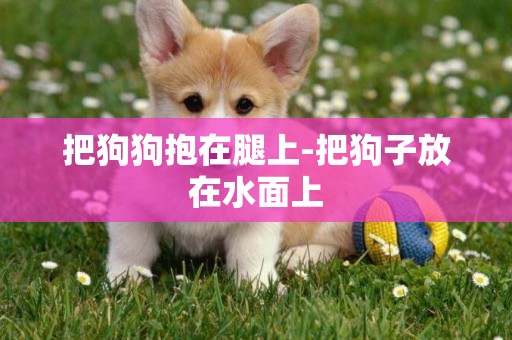把狗狗抱在腿上-把狗子放在水面上