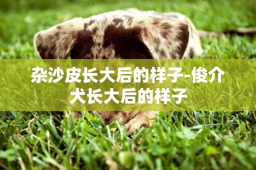 雜沙皮長大后的樣子-俊介犬長大后的樣子